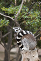 Obraz premium The ring-tailed lemur (Lemur catta) wraps its tail around its back.