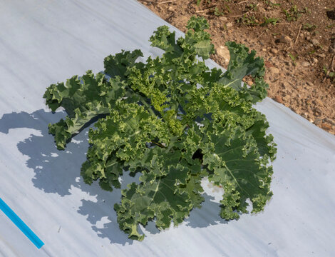 Fotos da planta&ccedil;&atilde;o de arros e couve crespa