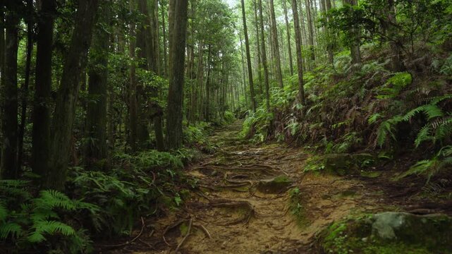 Kumano Kodo Nakahechi: From Kumano Hongu Taisha to Fushiogami‑Oji, Tanabe, Wakayama　熊野古道 中辺路「熊野本宮大社から伏拝王子跡」和歌山県田辺市