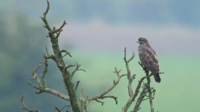 Common Buzzard Observing Field Edge During Rainy Spring Morning, Germany, 4K