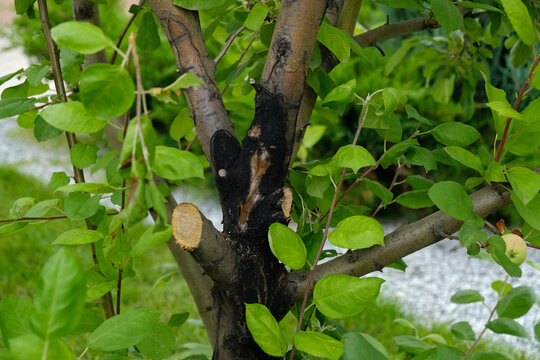Apple tree with leaf blight and trunk canker, showing a common orchard disease that weakens growth and reduces fruit yield in summer.