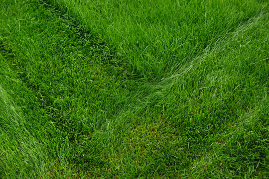 Mowing overgrown lawn, part of grass has been cut off. Contrast of vibrant green grass, featuring perfectly mowed section next to overgrown area. Transformation of unkempt lawn after lawnmowers pass