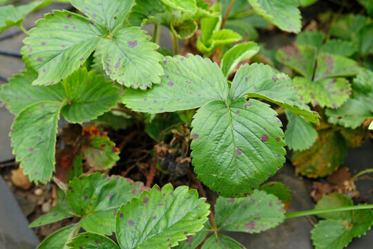 Strawberry leaves with leaf spot disease, showing purple lesions and decline. Reduce plant vigor and berry yield.