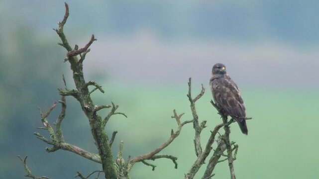 Common Buzzard Observing Field Edge During Rainy Spring Morning, Germany, 4K