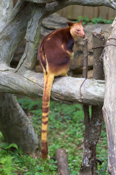 Goodfellow's tree-kangaroo (Dendrolagus goodfellowi) has a long tail that dangles from a branch.