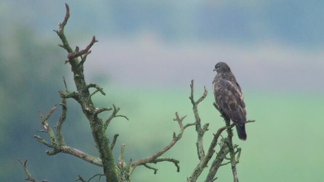 Common Buzzard Observing Field Edge During Rainy Spring Morning, Germany, 4K