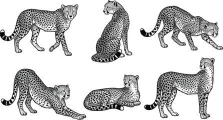 detailed black and white cheetah illustrations in various standing, sitting, and stalking poses © VectoPro