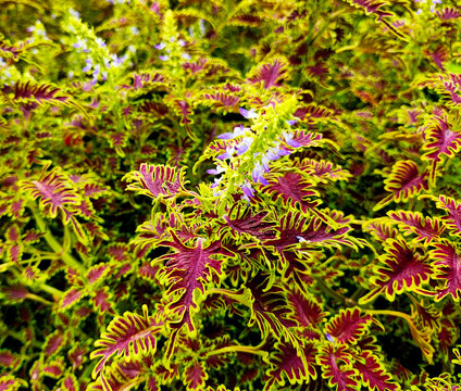 Blooming Coleus Plant