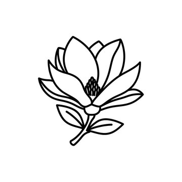 Minimal Black Line Magnolia Flower Blooming on White Background