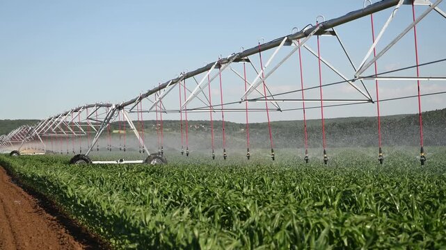 Center pivot irrigation sprays water over a lush young cornfield beneath a bright sky, showcasing modern farming, crop management, water efficiency and mechanized agricultural practices in a rural lan