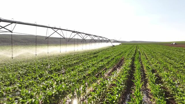 Extensive center pivot irrigation system spraying water across a lush green crop field under bright daylight, demonstrating modern agricultural watering, crop management, sustainable farming practices