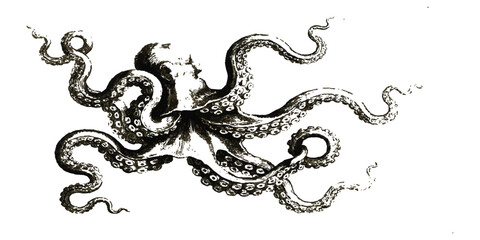 Detailed vintage style drawing of a swimming octopus with long tentacles © vintage style