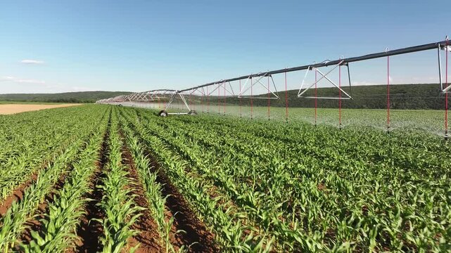 Aerial View of Center Pivot Irrigation Watering Young Corn Field on Arable Farmland