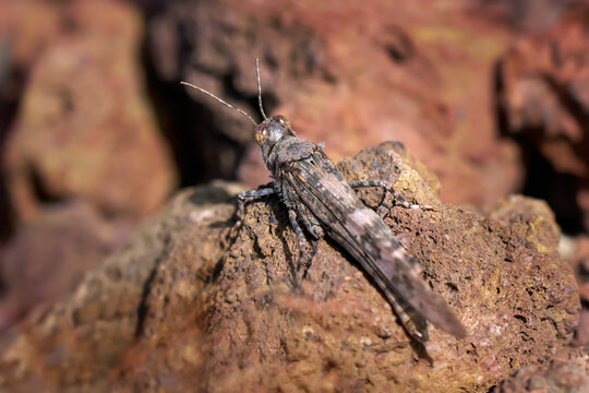 W&uuml;stensandschrecke (Sphingonotus rubescens) auf rostfabenem Vulkangestein - El Matorral, El Hierro, Kanarische Inseln