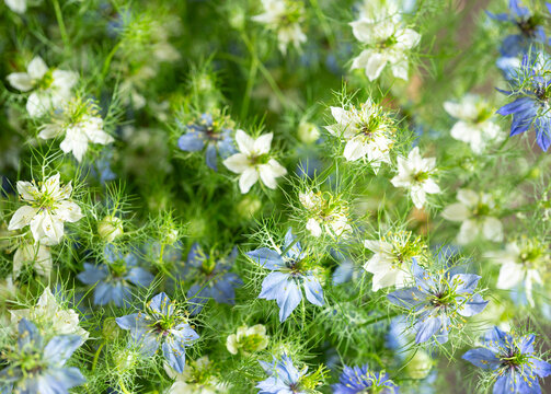 Love-in-a-mist (Nigella damascena) flower
