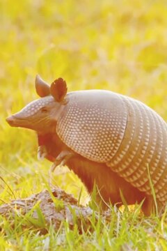 Armadillo has a hard shell