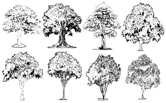Architectural Vector Trees in Elevation and Plan View with Red Maple and Beech Isolated on Transparent Background