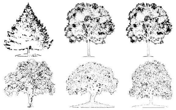 Architectural Vector Trees in Elevation and Plan View with Red Maple and Beech Isolated on Transparent Background