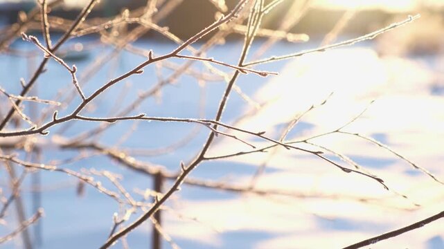 Beautiful frosty branches shining in bright winter sunlight. Frozen bare tree twigs soft natural bokeh pattern backdrop perfect for seasonal wallpaper outdoor. Winter Aesthetics, Nature Serenity theme