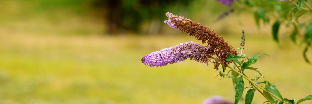 Butterfly bush (Buddleja davidii) branch with a vibrant lilac inflorescence. Dry brown panicle sits next to the fresh flowers