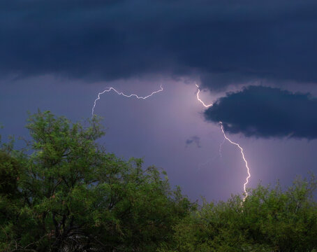 Mesquite trees being blown in the wind with lightning behind