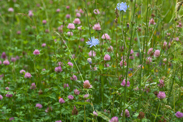 Obraz premium Clover and meadow flowers of the Moscow region