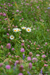 Fototapeta premium Clover and meadow flowers of the Moscow region