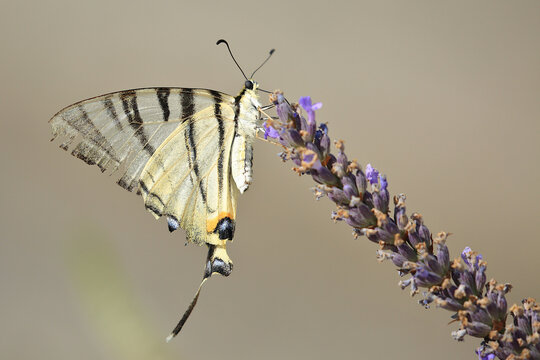 Scarce swallowtail, Iphiclides podalirius, big beautiful butterfly on the lavender flower