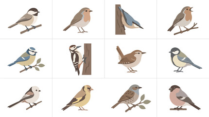Detailed bird species illustration collection in grid layout © gunawan