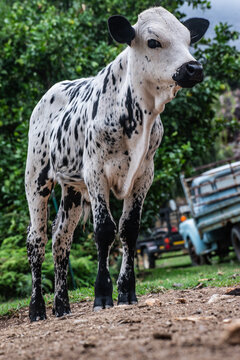 a young nguni calf
