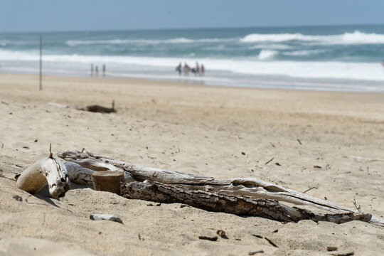 Driftwood lying on Atlantic beach sand with ocean waves