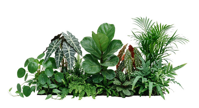 Small tropical plant garden on a transparent background
