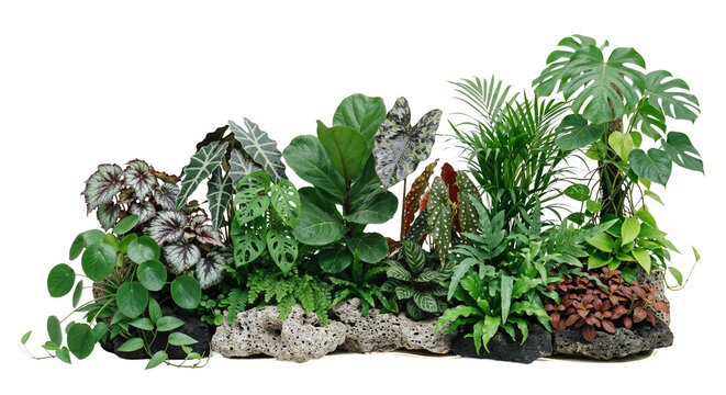 Small tropical plant garden on a transparent background