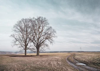 Desolate Winter Landscape with two Bare Trees and Farm Road through Empty Fields, Saxony-Anhalt, Germany © AVTG