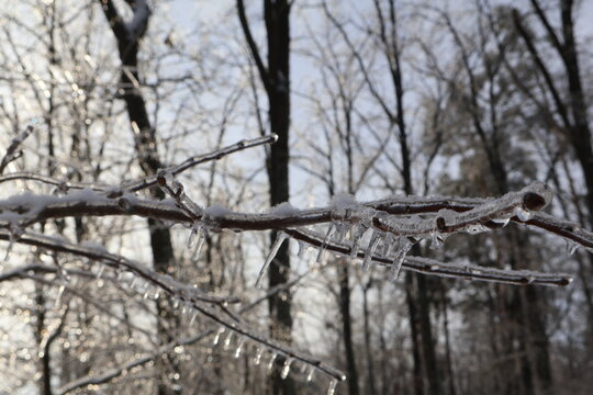 Frozen branches with icicles in boyarka winter forest