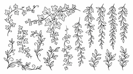 Fototapeta premium Hand drawn ivy and hanging leaf vine vector set, black and white botanical line art illustrations, decorative floral climbing plant elements