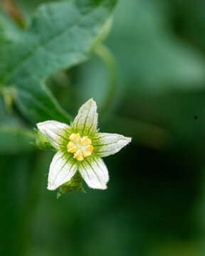 Wild White Bryony Flower With Natural Soft Bokeh