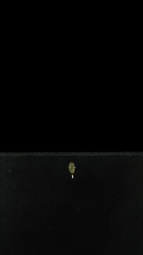 A courgette (Cucurbita pepo, zucchini) seed was placed in a rhizobox filled with soil to observe root and leaf growth, and was grown there for 15 days. With ALPHA channel isolated on black background,