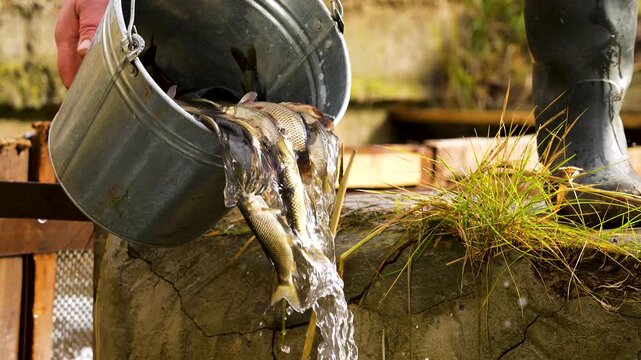 Pouring fish from a bucket into a stream.