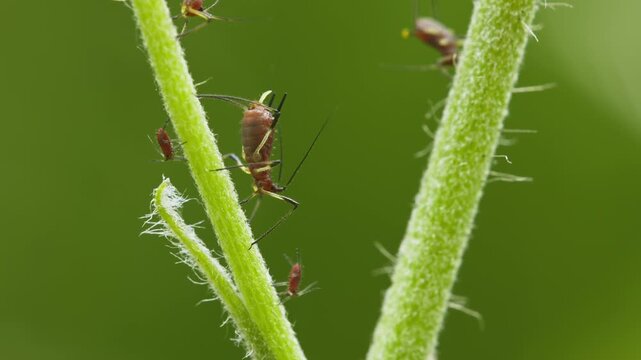 aphids hanging on a plant stem sucking