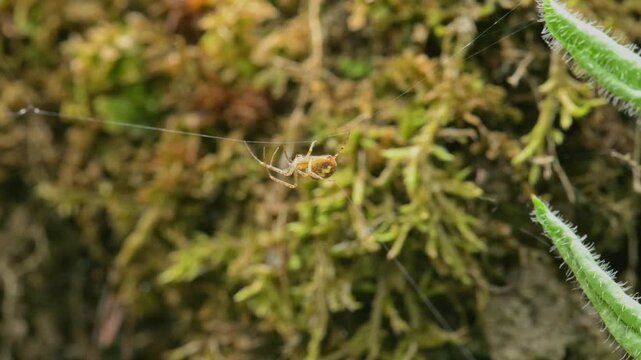 spider Metellina segmentata weaving the net