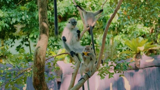 A group of gray monkeys sit on tree branches eating fruit and suddenly jump down sensing danger in a zoo during daytime. Several monkeys interact on the tree.