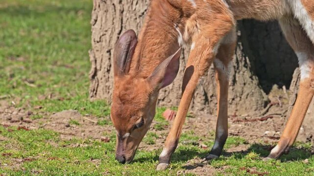 lowland nyala (Tragelaphus angasii) grazing
