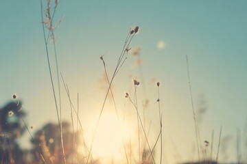 Obraz premium Close up of wild grass stalks with seeds against a soft golden sunset sky with a blurred sun glowing in the background, at dusk time
