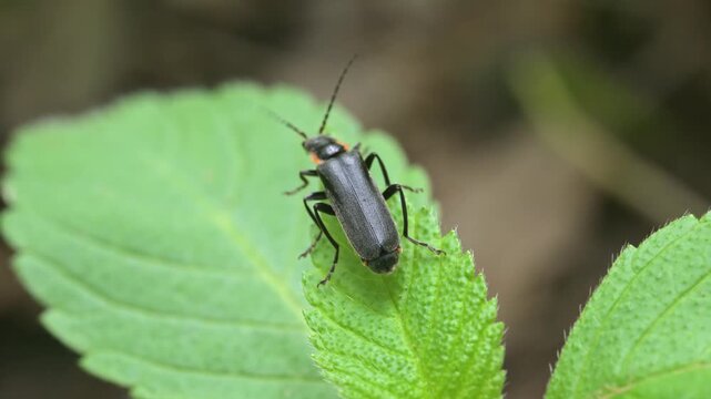 dark soldier beetle (Cantharis fusca) crawling over leaves and taking off in slow motion