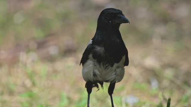 common Eurasian magpie (Pica pica) hopping on log