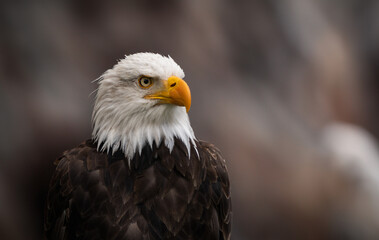 Fototapeta premium Portrait of the bald eagle