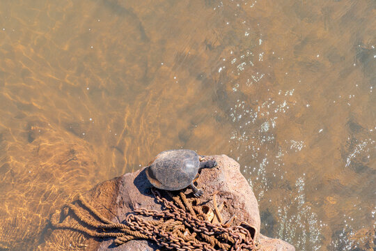 Turtle phrynops williamsi basking on a rock with old chains by the water's edge at iguazu falls, argentina