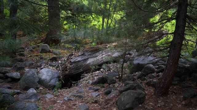 Exploring a forest with fallen trees, rocks and greenery in a natural setting