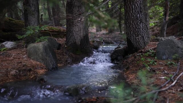 Flow of water in a small stream between trees in a quiet forest setting during daylight hours